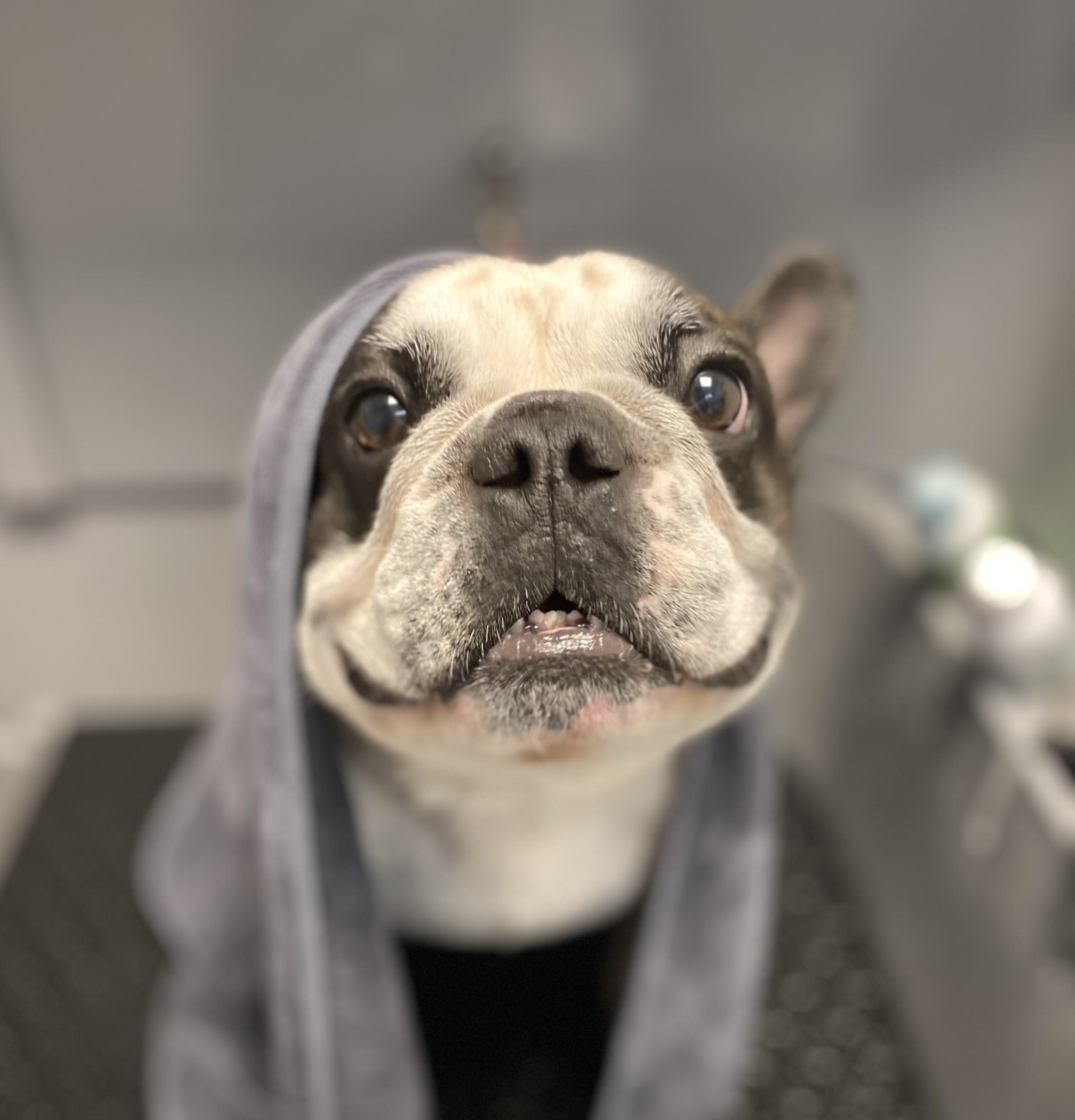 Pälsvård hos Stress Less Hundspa