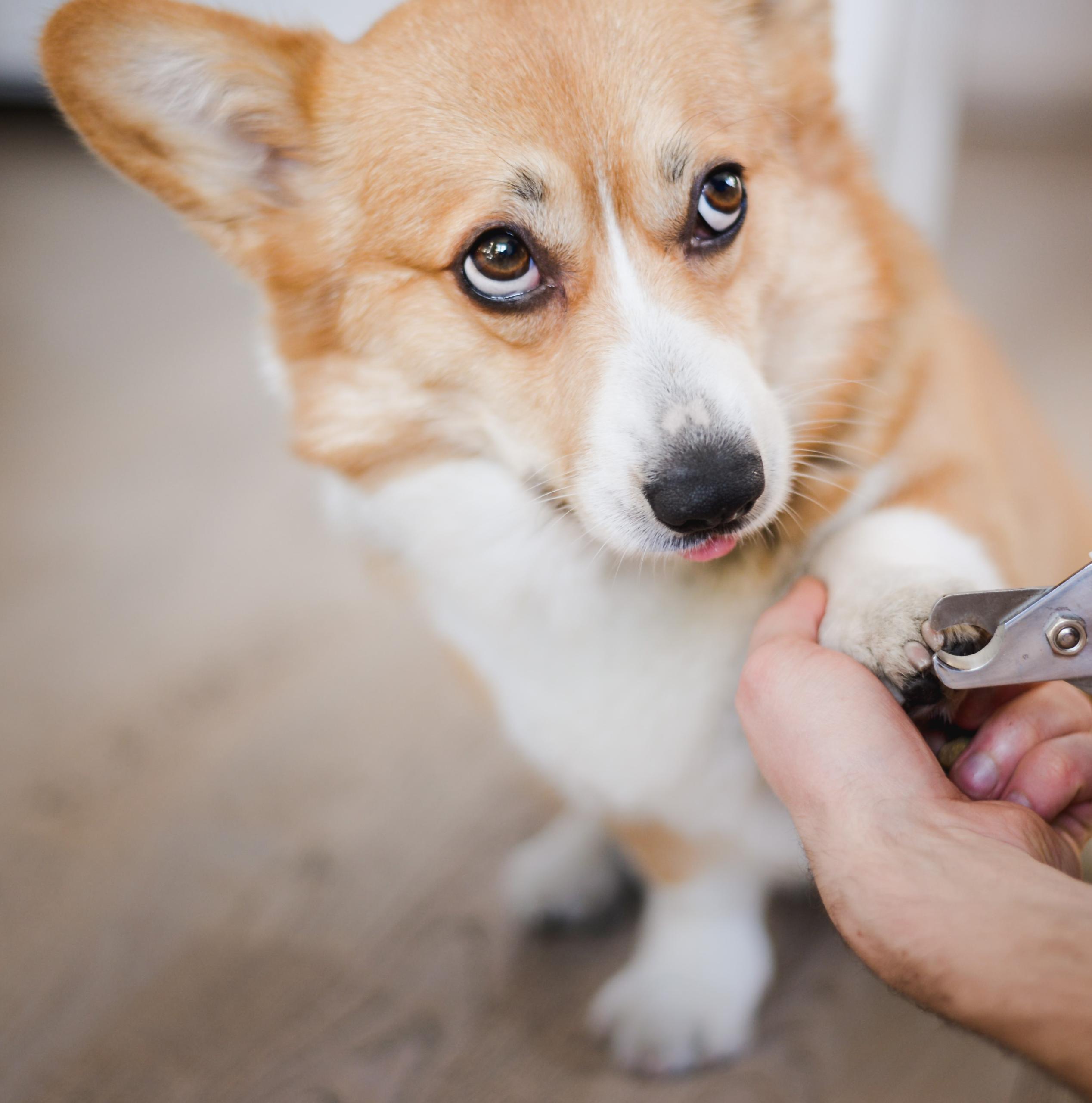 Kloklippning hos Stress Less Hundspa